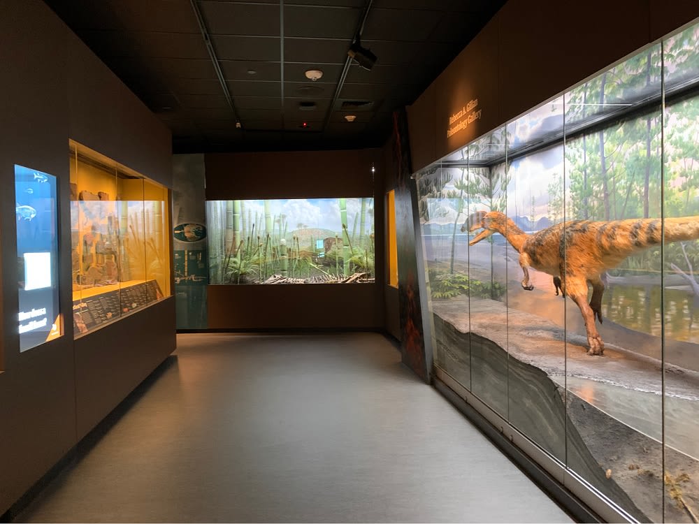 dinosaur exhibit at Bruce Museum