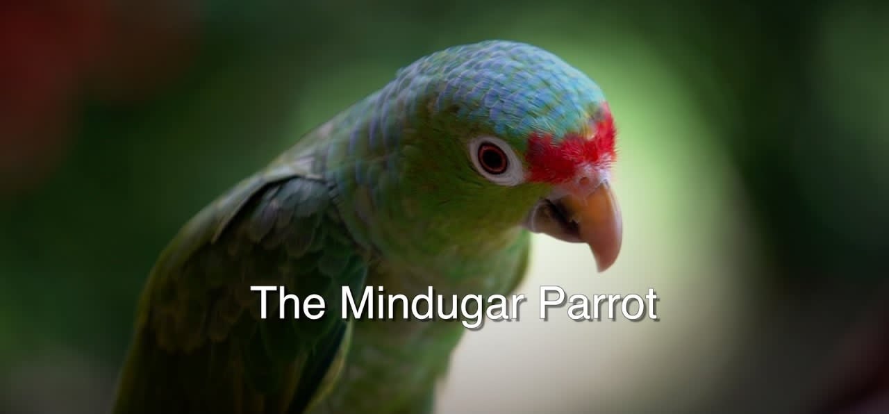 The Mindugar Parrot