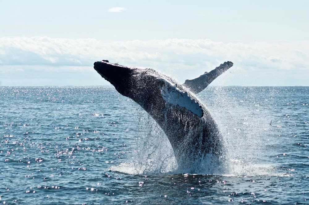 Up-close whale watching