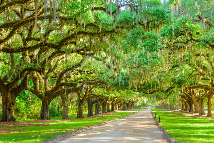 See Boone Hall Plantation, One of the Oldest Working Farms in the Country