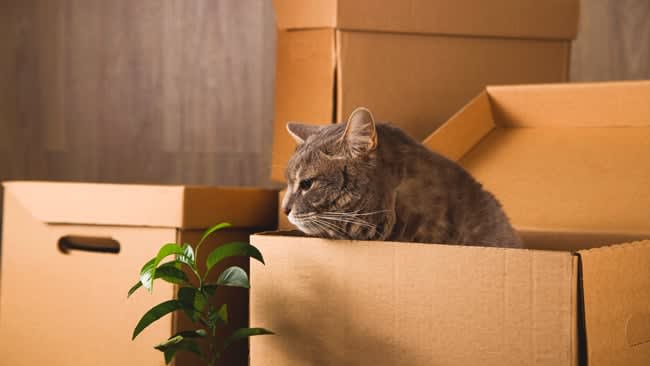 moving with pets