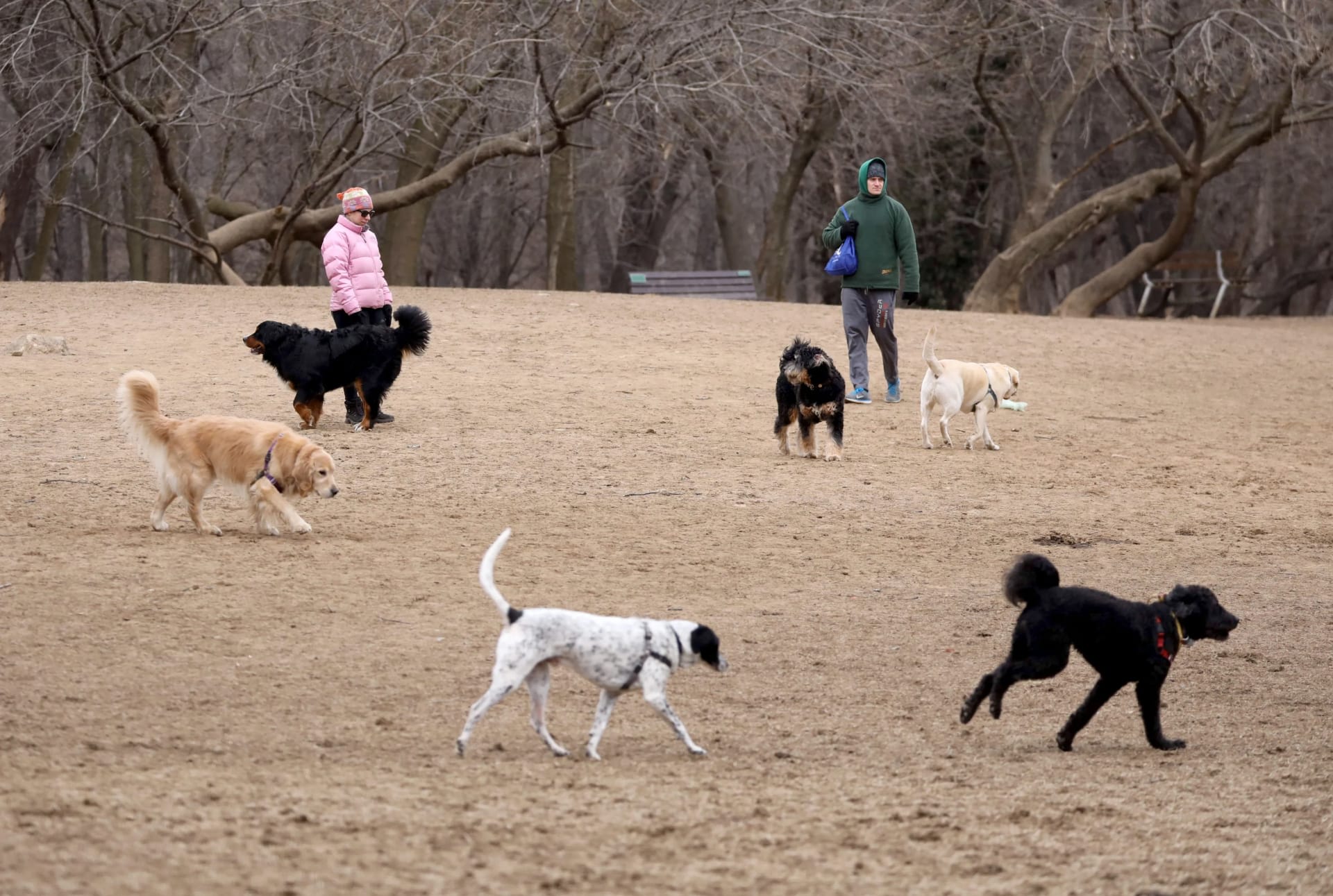 Best Dog Parks in Westchester Totally Westchester Blog