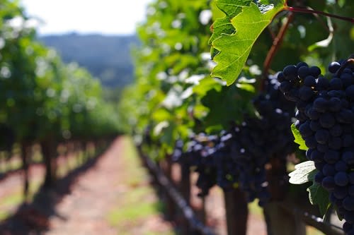 Jane Clark vinyard