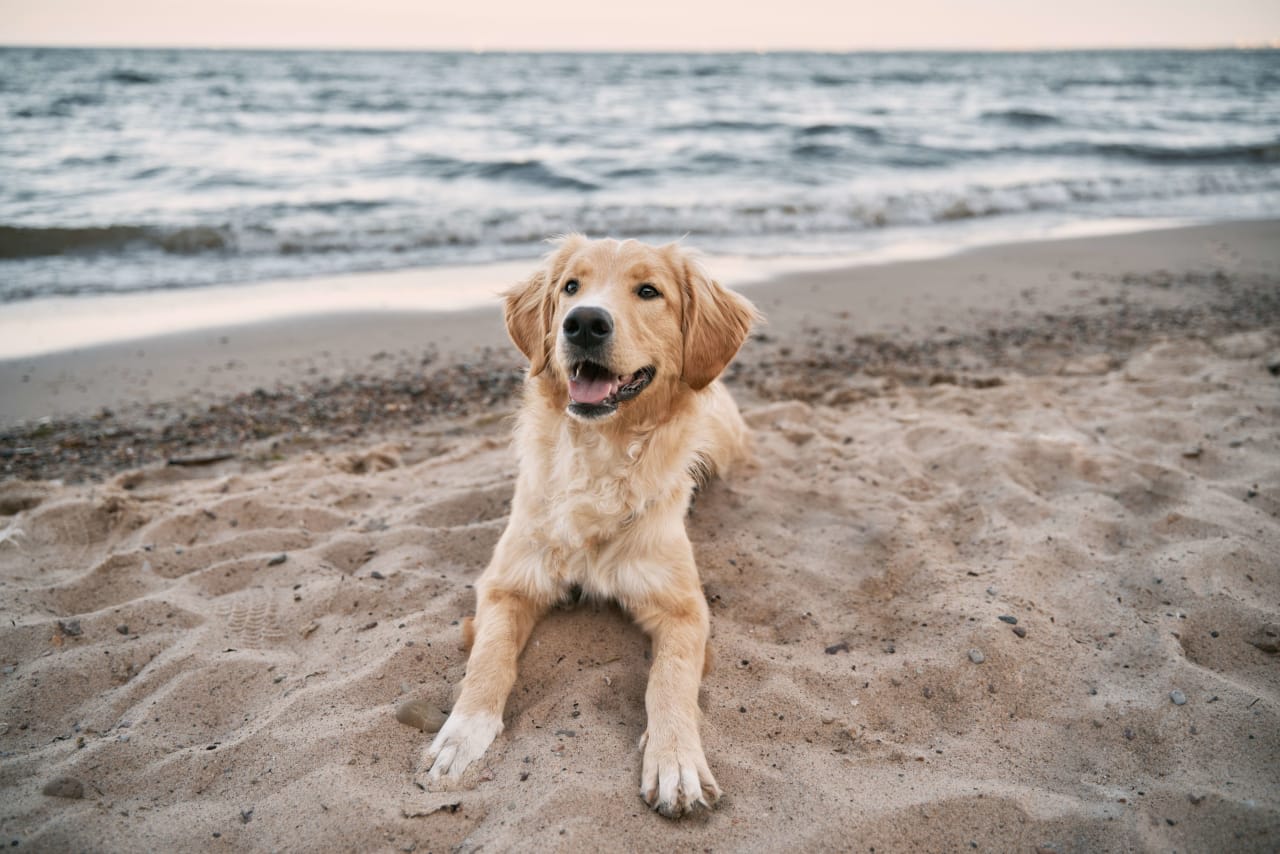 PETS image