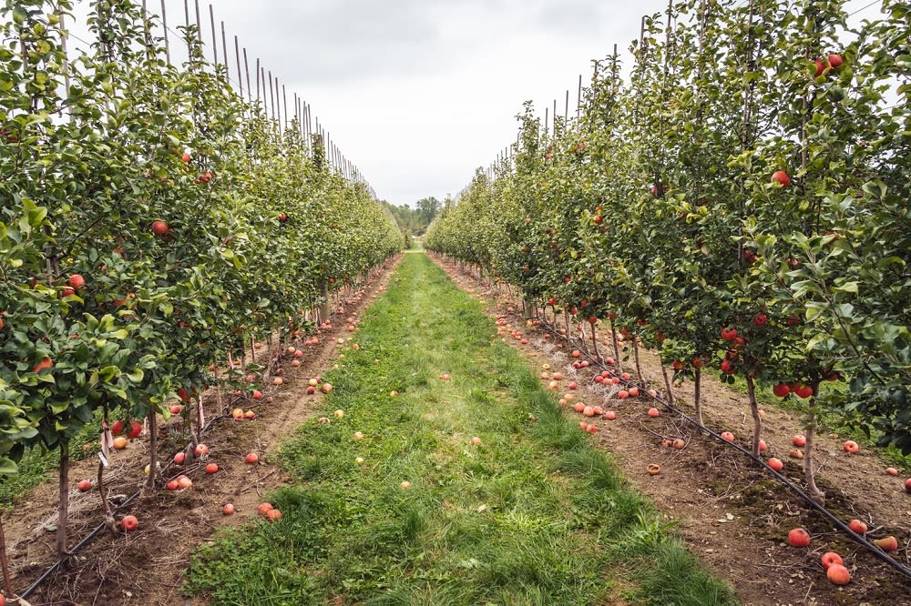 Pick apples and taste wine in Fenton