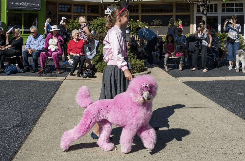 The Poodle Parade in Carmel