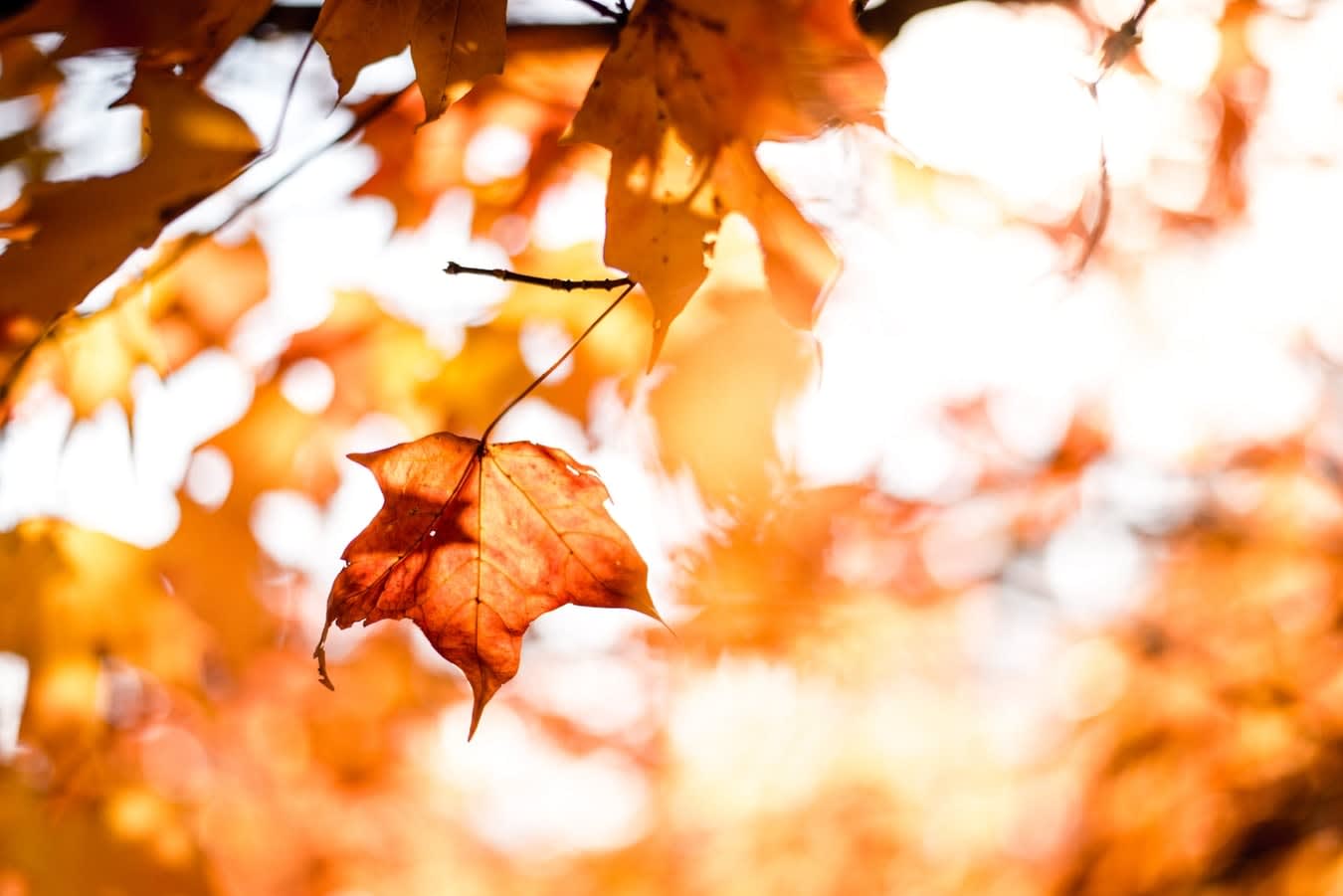 Gaslamp Quarter San Diego autumn leaves closeup