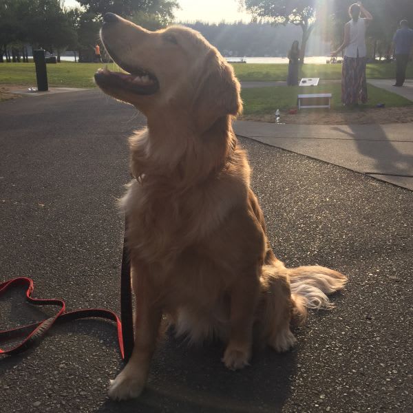 Paloma's Favorite Dog Attractions
