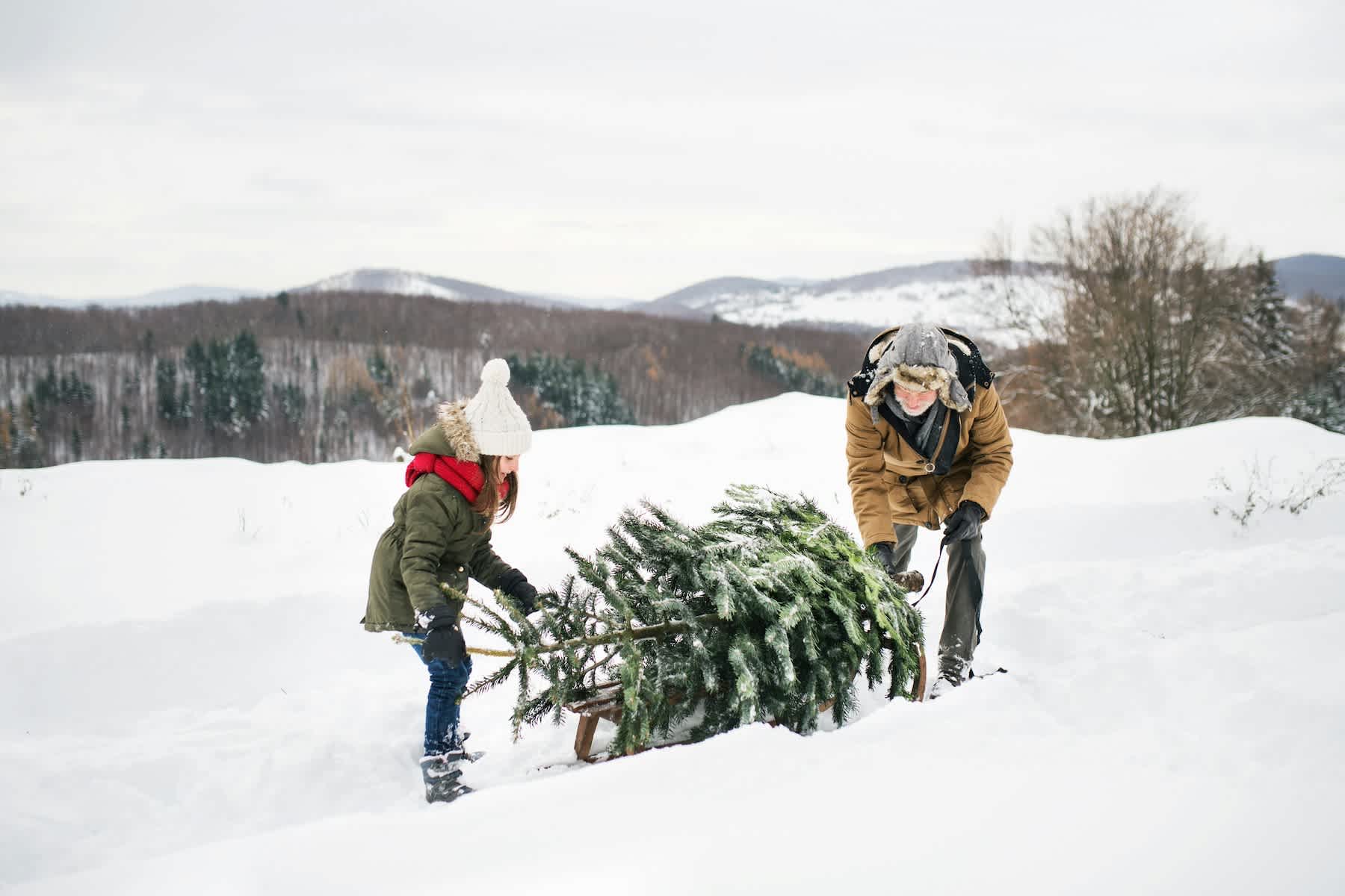 Colorado Christmas Tree Cutting Tips and Permits