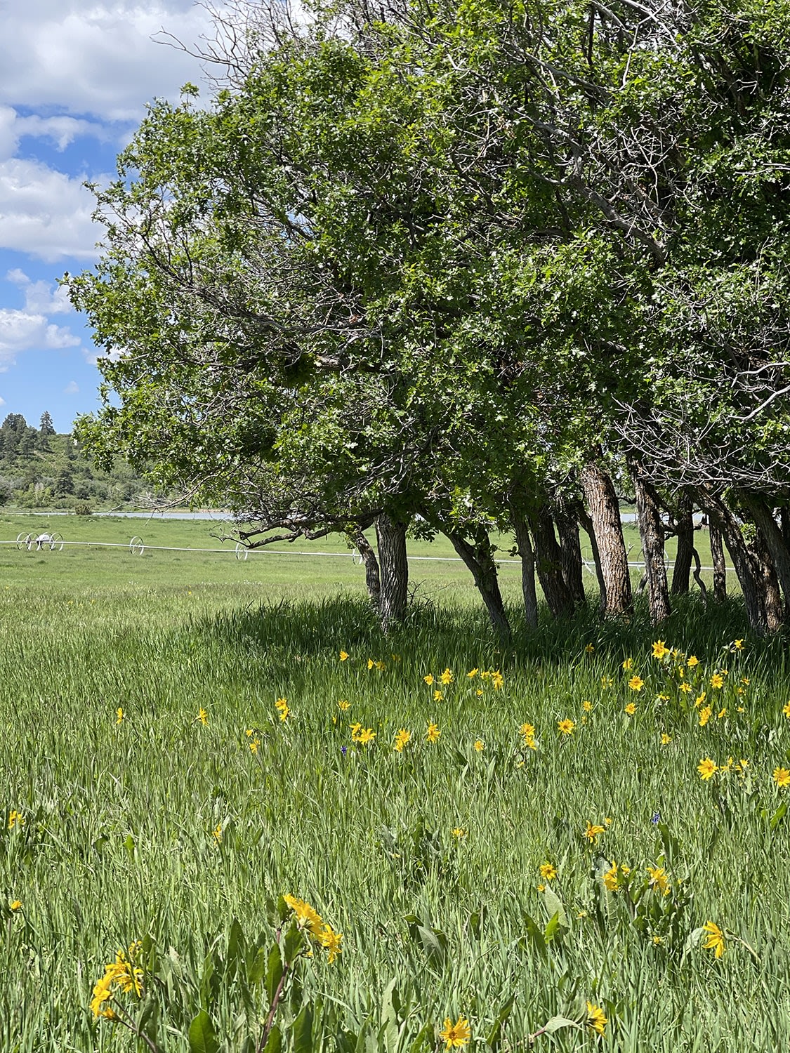 mancos colorado field trees irrigation pond