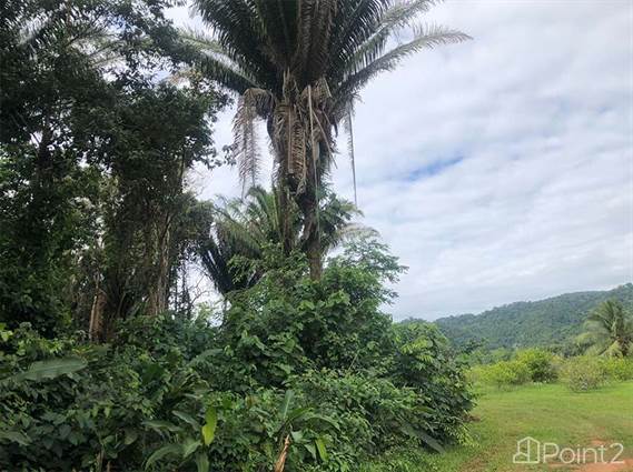 Stunning 50-acre Parcel Along Silk Grass Creek and Bordering the Mayflower Bocawina National Park