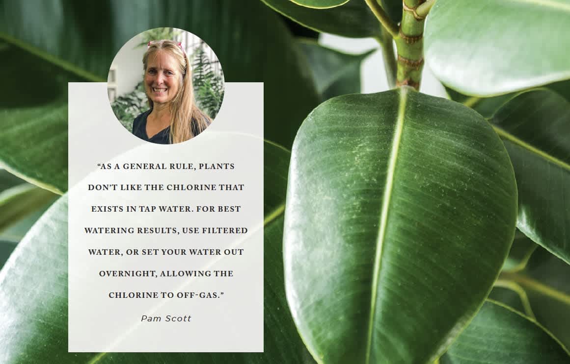 happy houseplants - Nest Realty