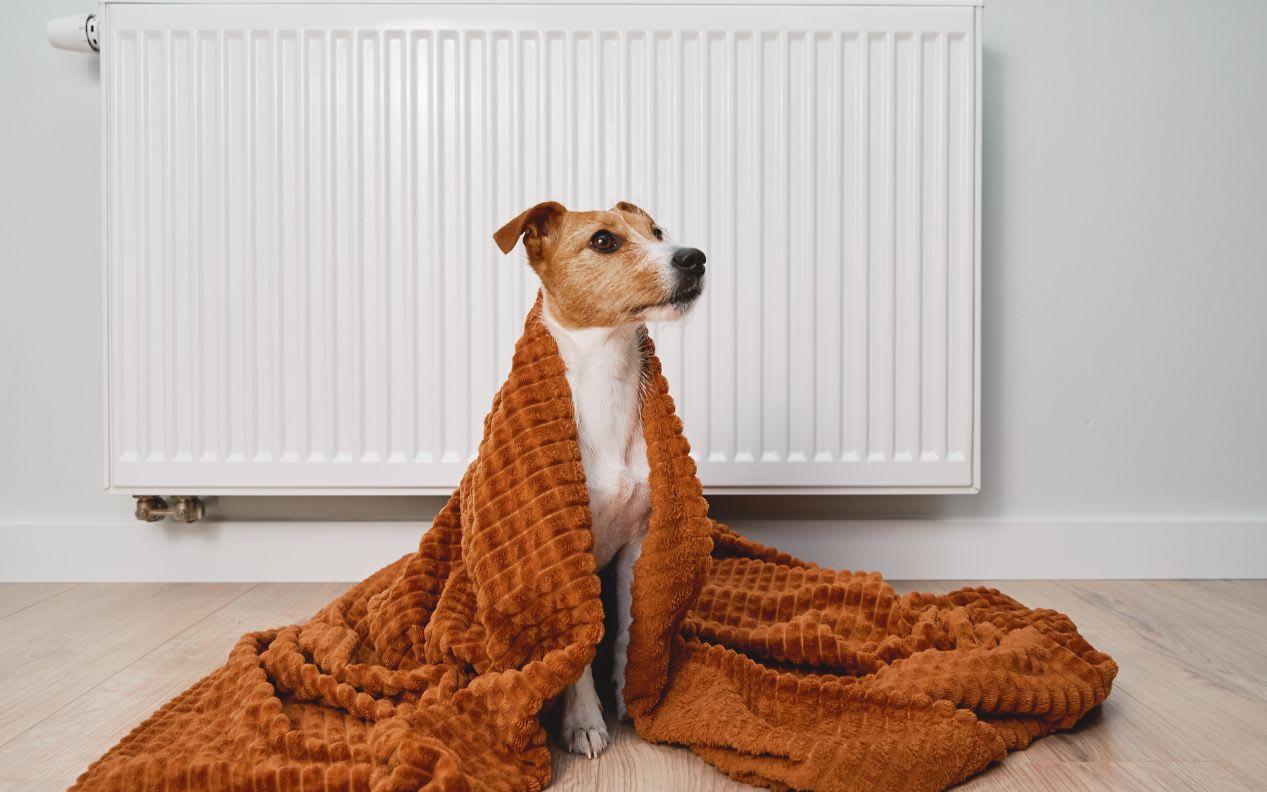 Dog freezing at home, sitting near heating radiator
