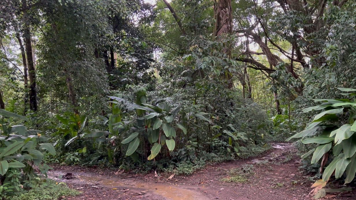 In Demand: Beachside Development Land in Uvita, Costa Rica 