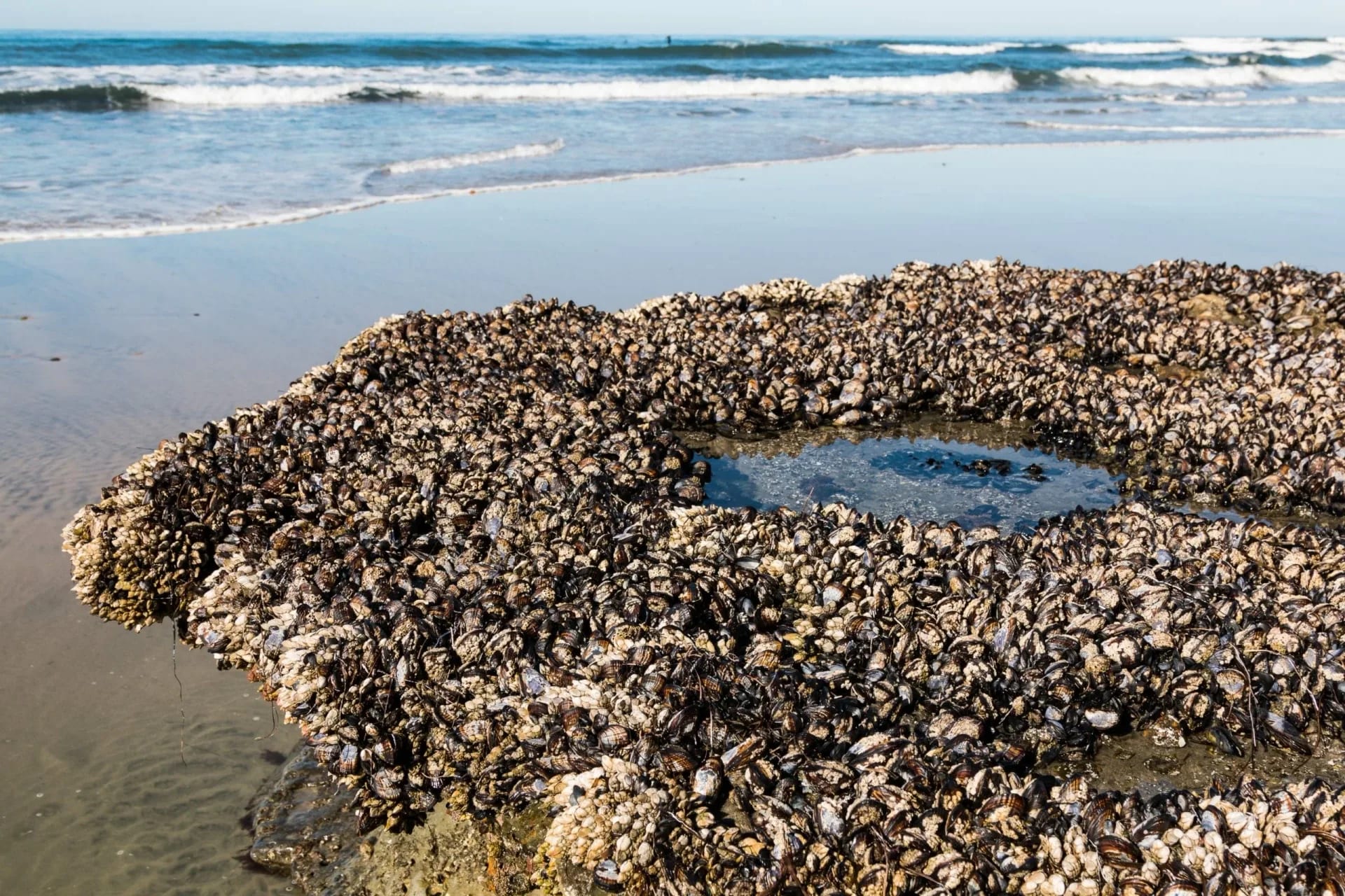 swamis beach tide pools san diego