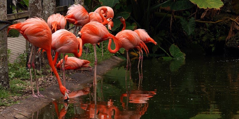 Flamingo Gardens