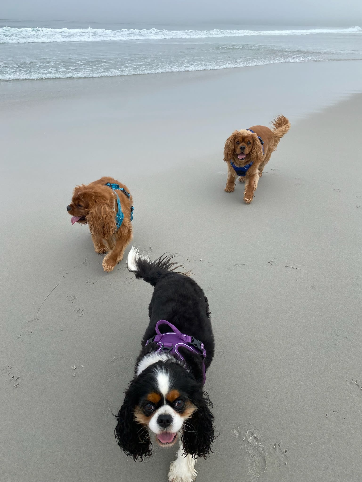 Cavalier King Charles Beach Towel - All Cavs Cavalier King Charles Beach Towel - All Cavs