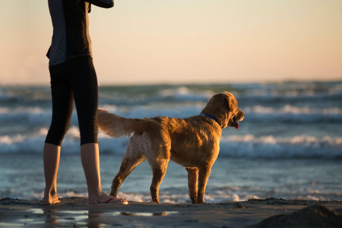 San Clemente Residents Push for Dog-Friendly North Beach Policy