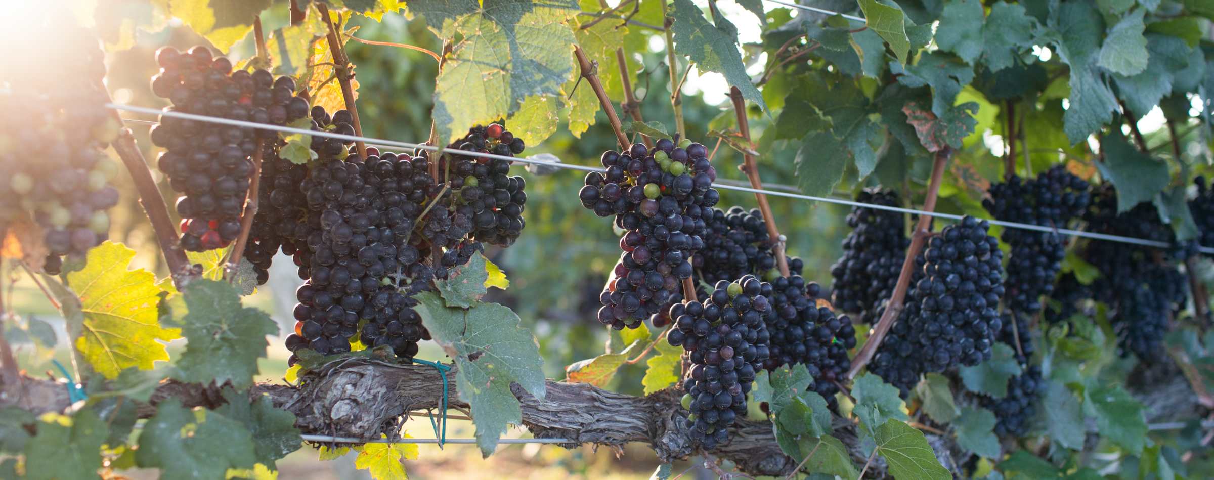 Perfect Day - King Family Vineyards - 1