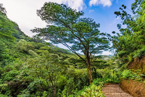 Mālama Mānoa