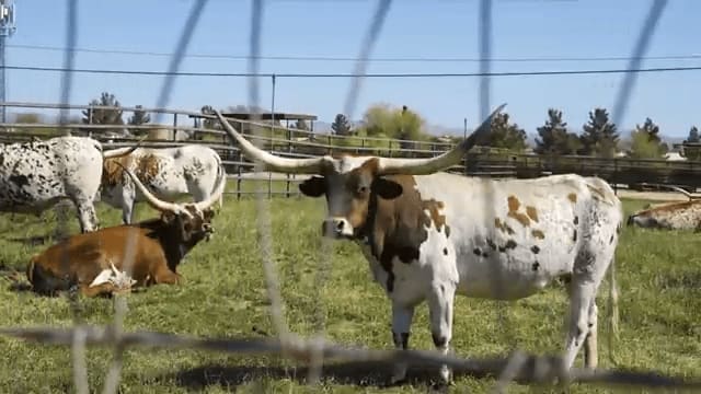 Ranching Around at Kimes Ranch - The American Dream TV