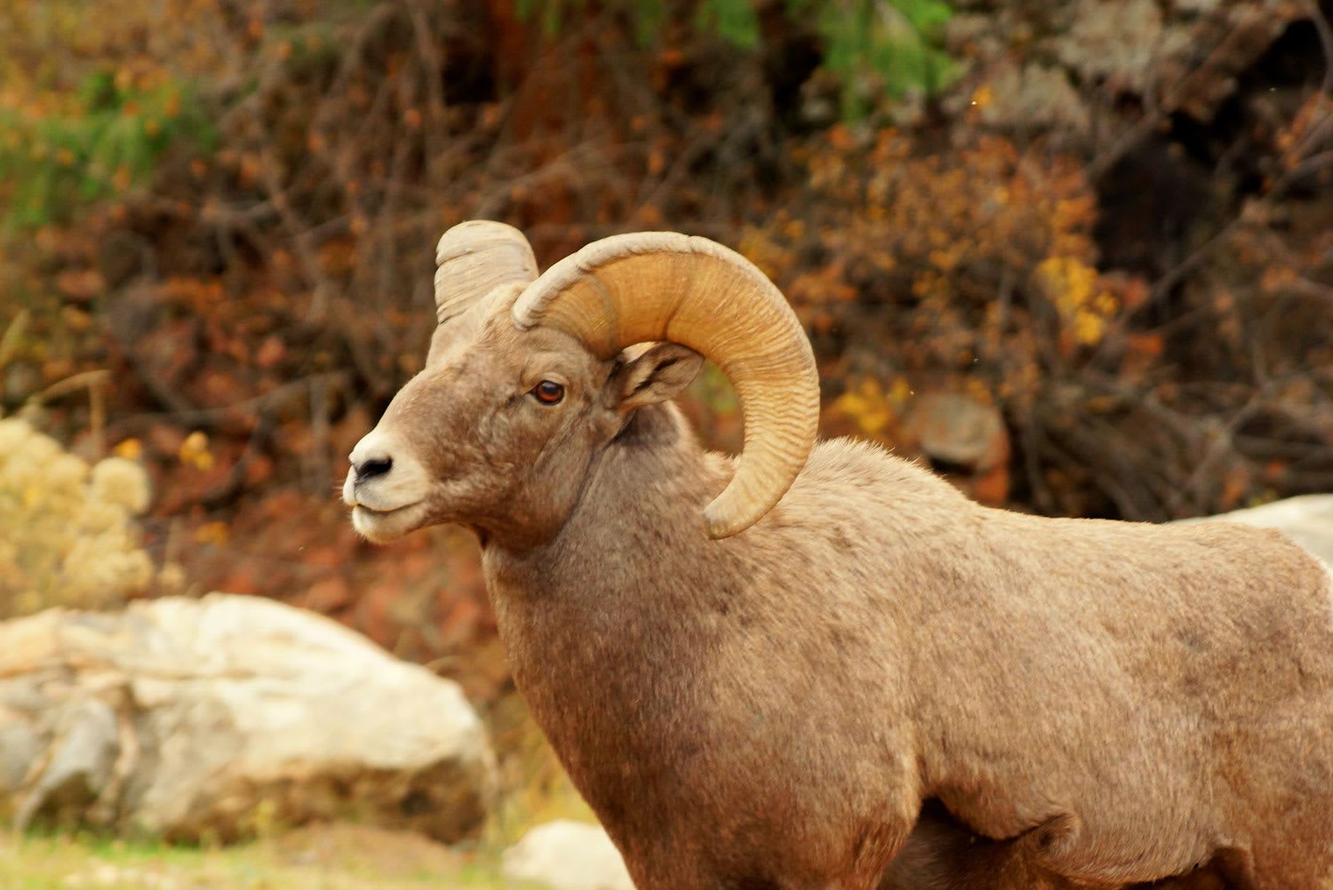 Bighorn Sheep at Waterton Canyon - top Colorado hiking trails