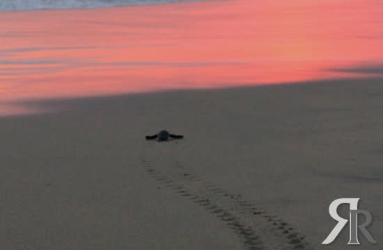 VIVO - Puerto Escondido