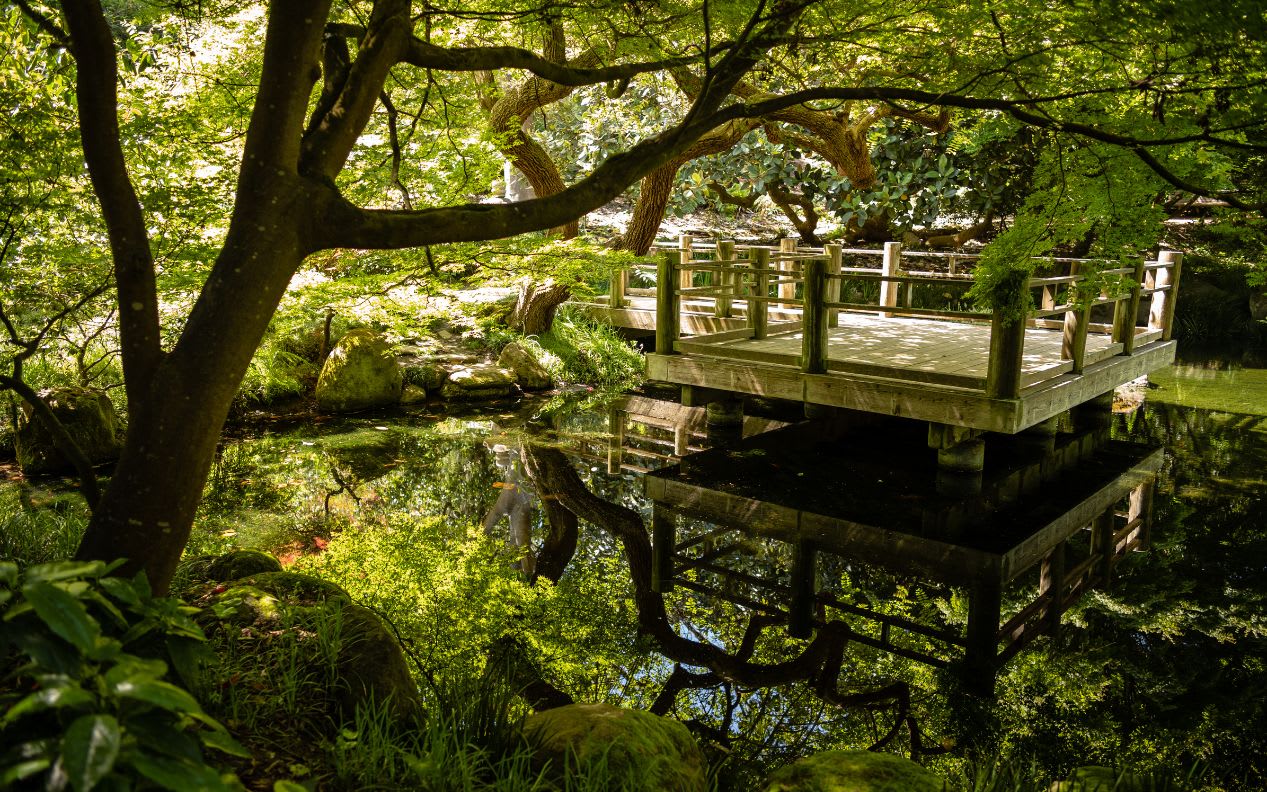 Wooden deck over pond at San Francisco Botanical Garden.