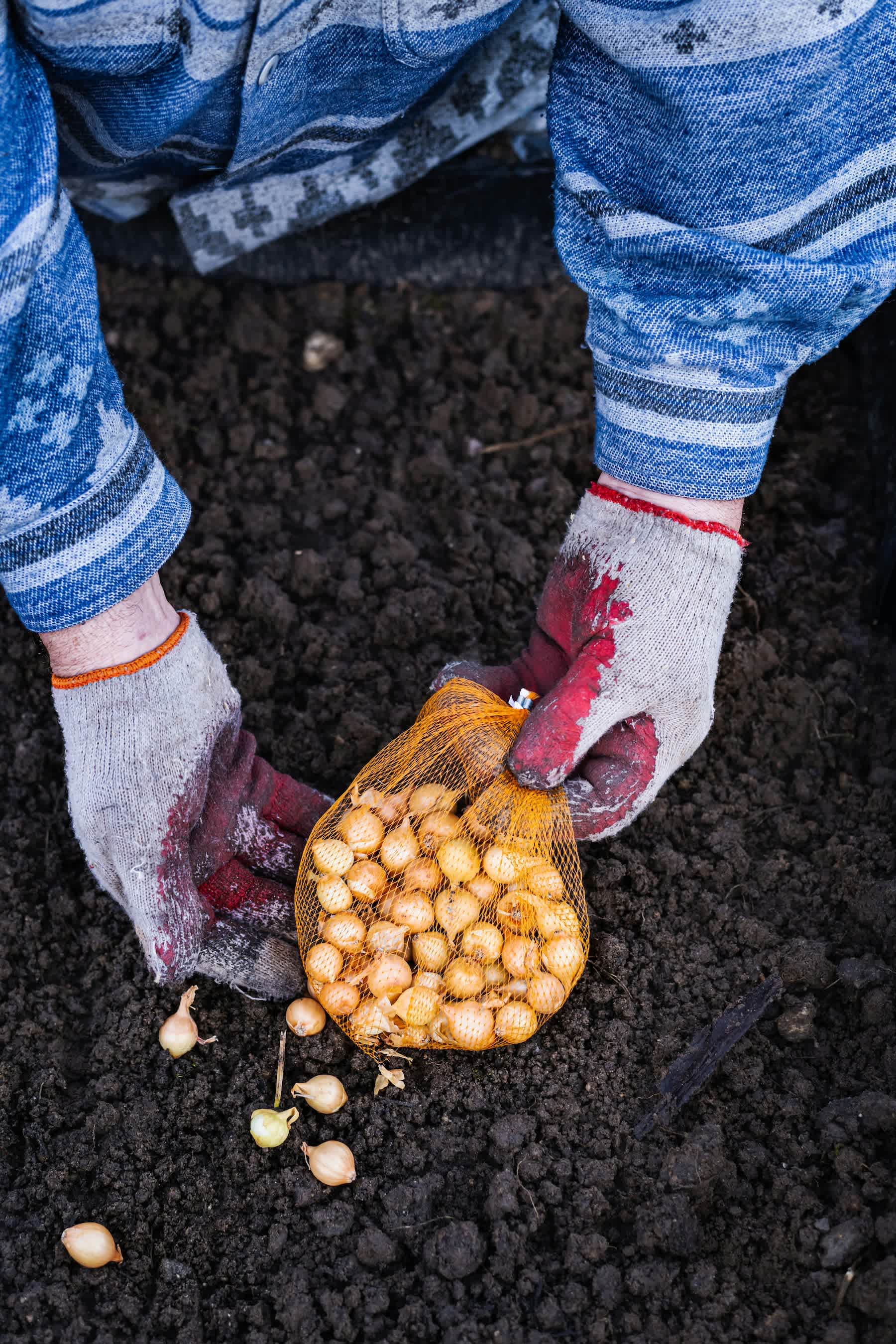 Colorado Garden Tips Before Winter
