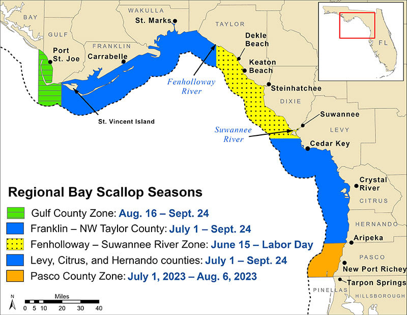 Discover the Bountiful Delights of Scallop Season in Port St. Joe, Florida