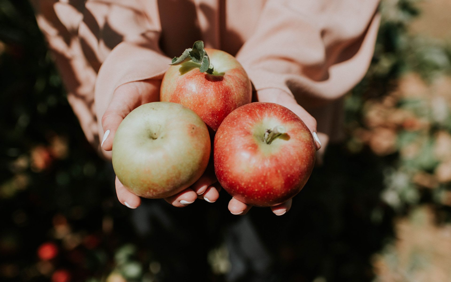 closeup of 3 apples in woman's hands in Julian, outside of San Diego