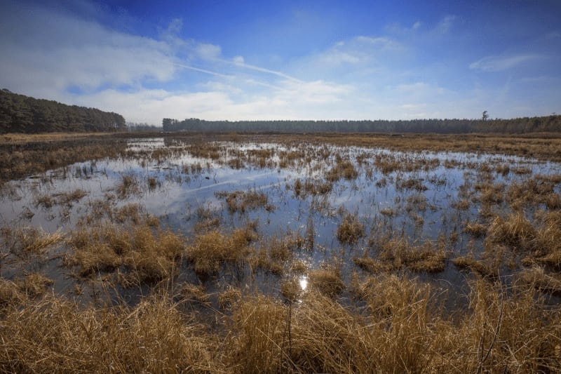 Duck Lease NC Duck Hunting Leases Blog Legacy Farms and Ranches