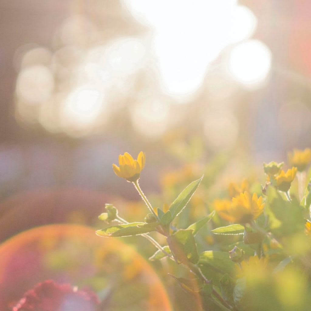 Sugarmill Woods Garden Tips for Surviving the Summer