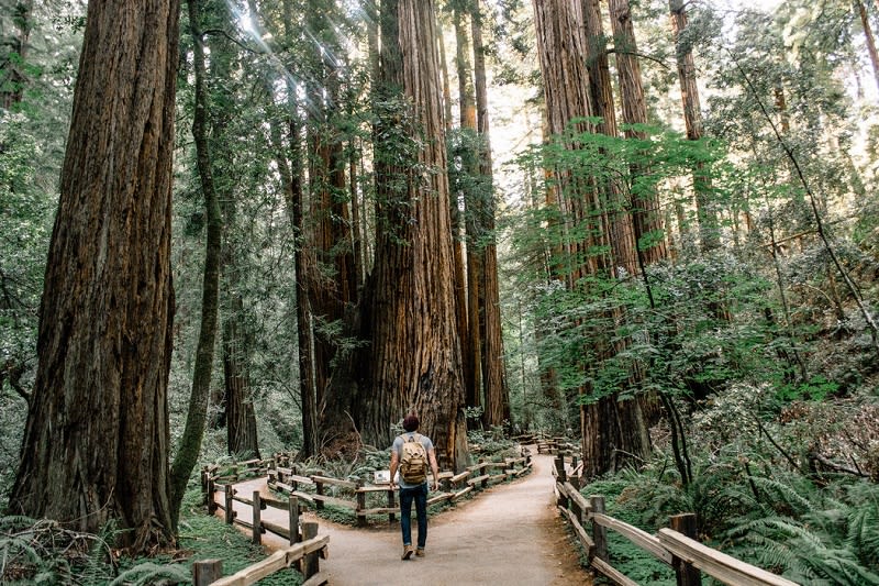 See the beautiful redwood trees