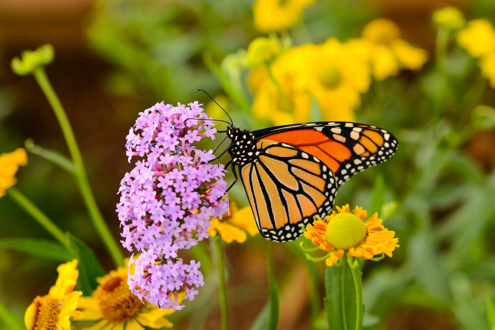 Discover the Botanic Gardens of Denver