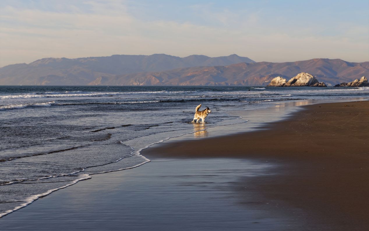 Dog plays on Ocean Beach in San Francisco