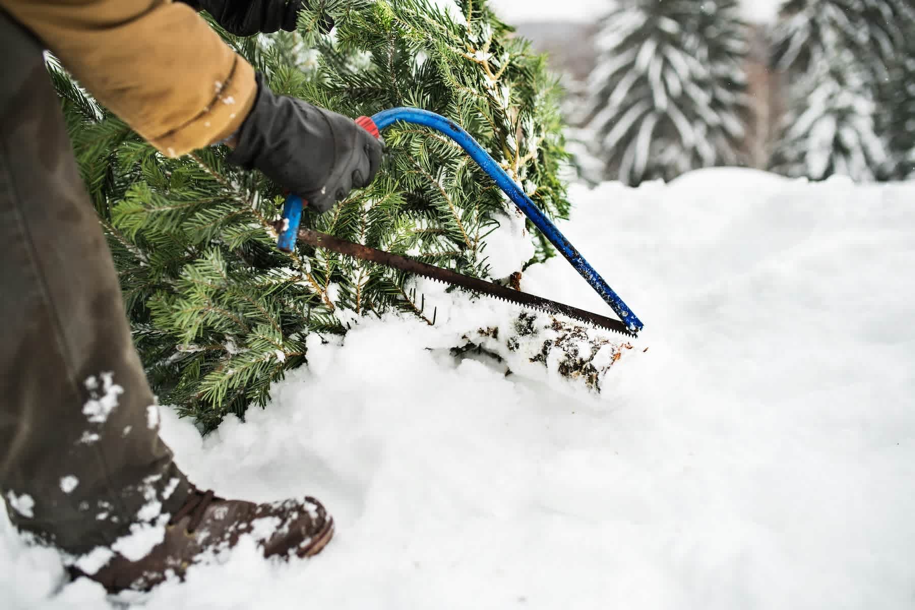 Where to Cut Your Own Christmas Tree in Colorado