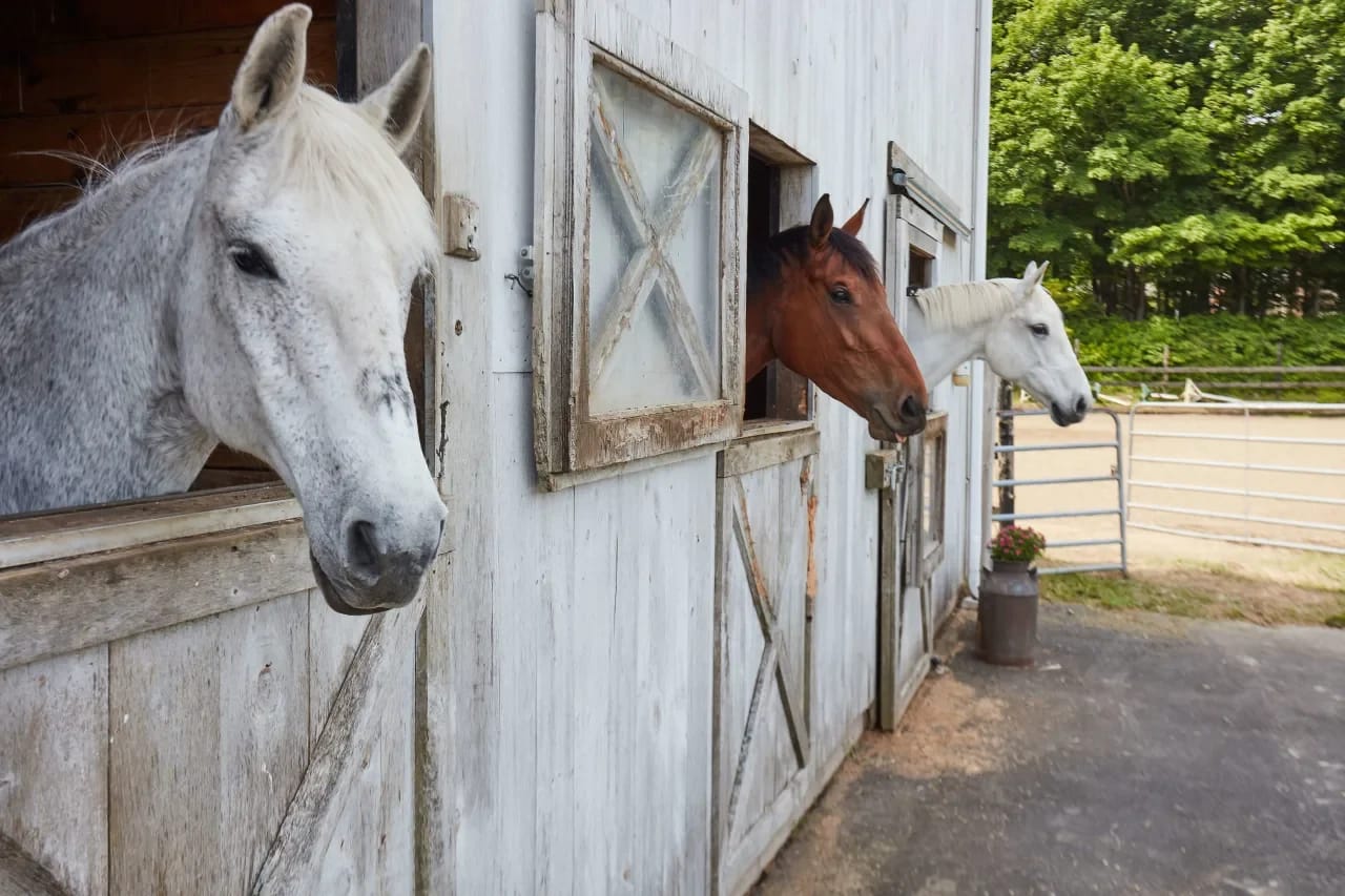 Three horses sticking their heads out of their stalls at a horse property in Newtown, Connecticut. 