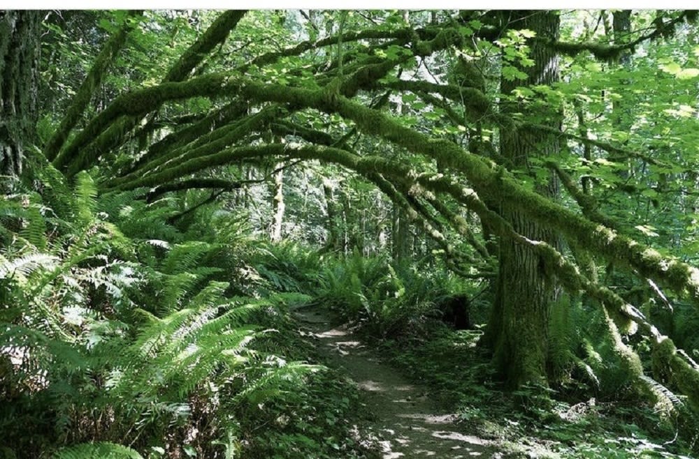 Issaquah Alps Trail Club