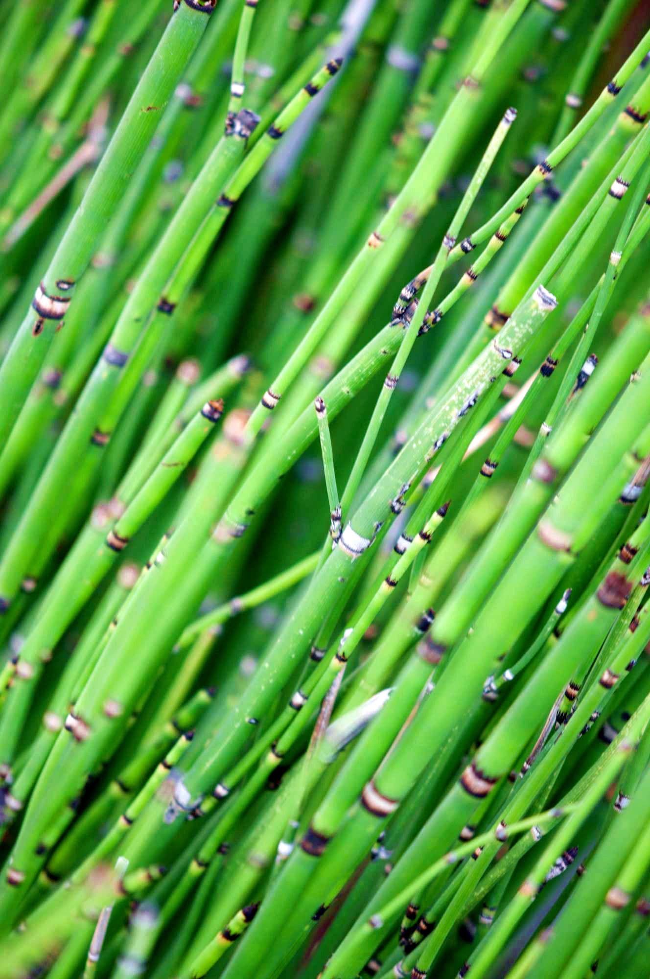 bamboo - first impressions