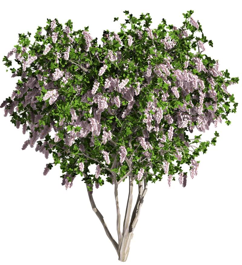 Crepe Myrtle - NEST REALTY