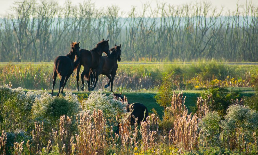 4 Reasons Why Aubrey, TX is a Good Place to Live