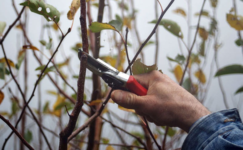 10 Essential House and Garden Tasks for February | Cindy Kelly & Associates