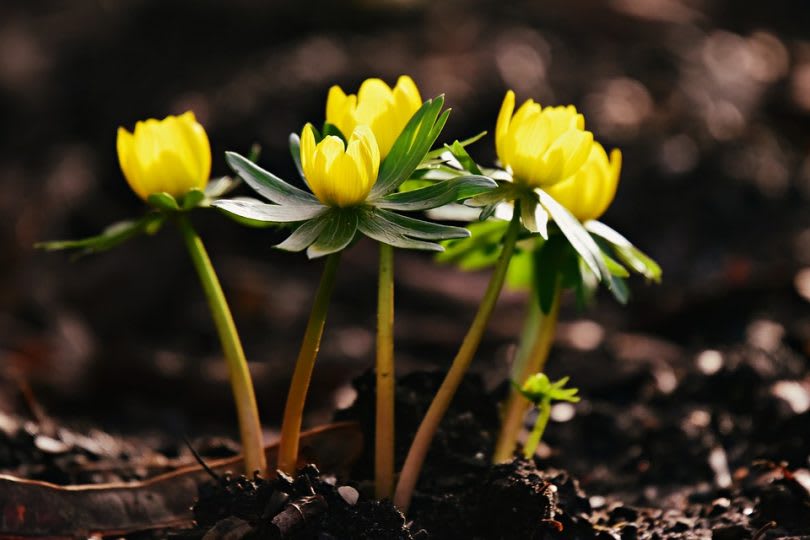 Winter Gardening Tips for Your Sugarmill Woods Home