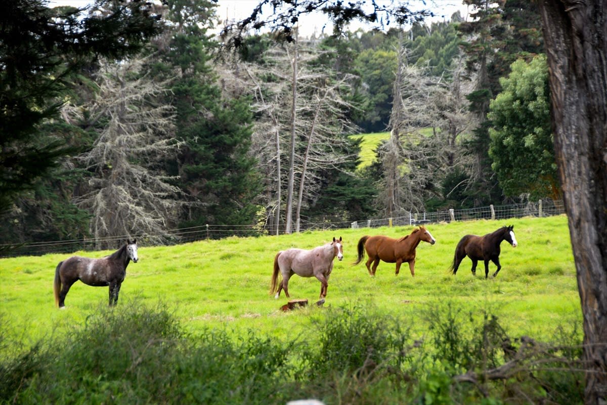 Waiki'i Ranch