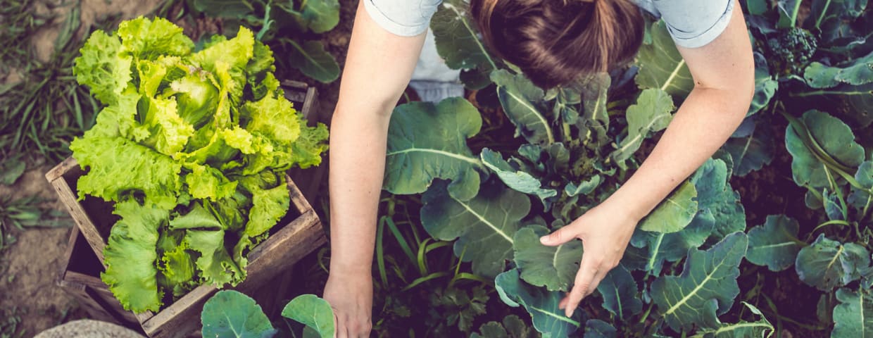 10 Tips for Sustainable Gardening