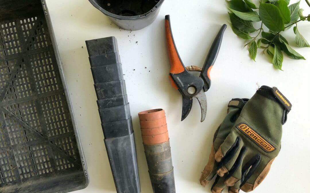 seedlings, seed starting tray, spade, pruner, garden glove. 