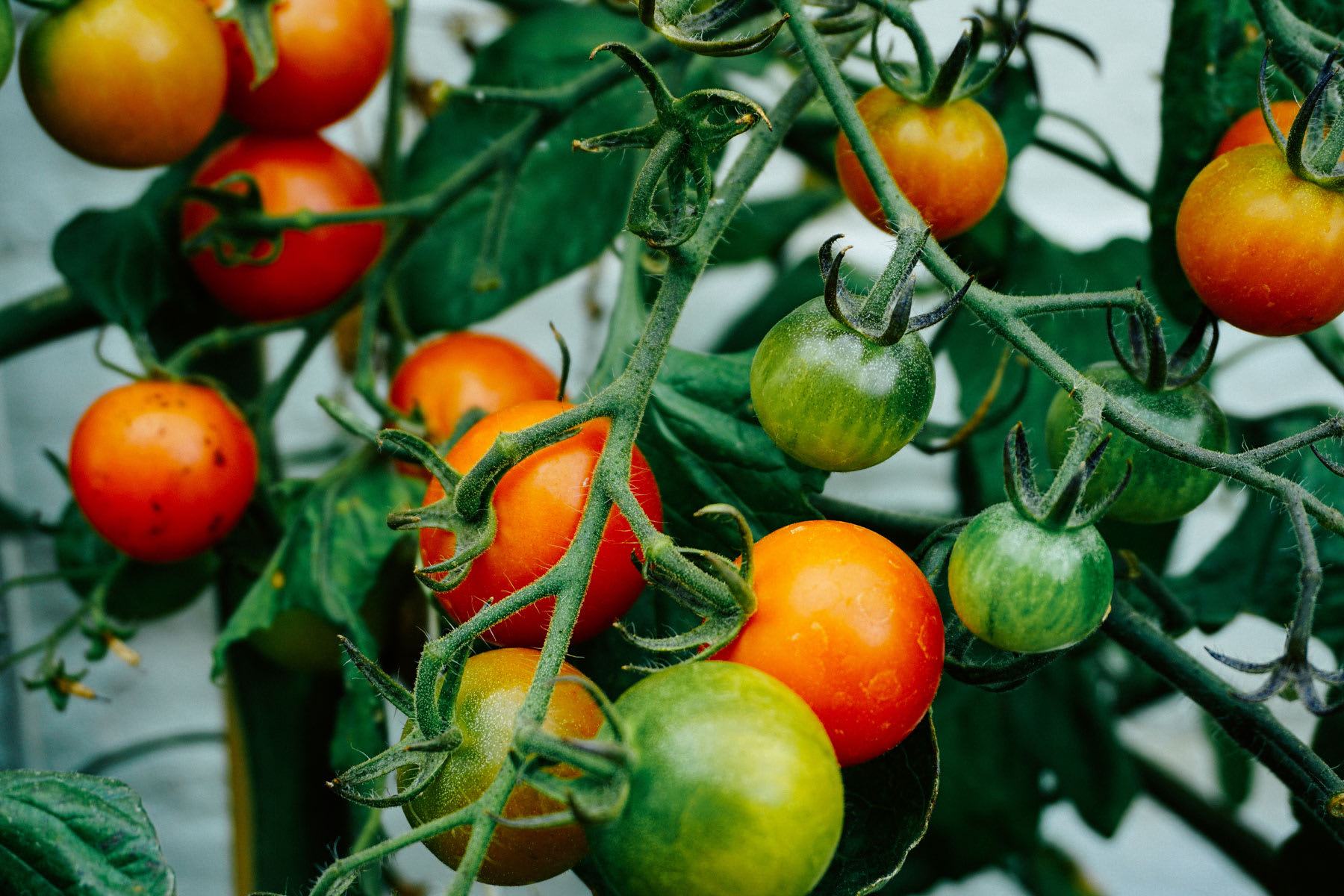 Seed Garden Tips and Tricks - Colorado