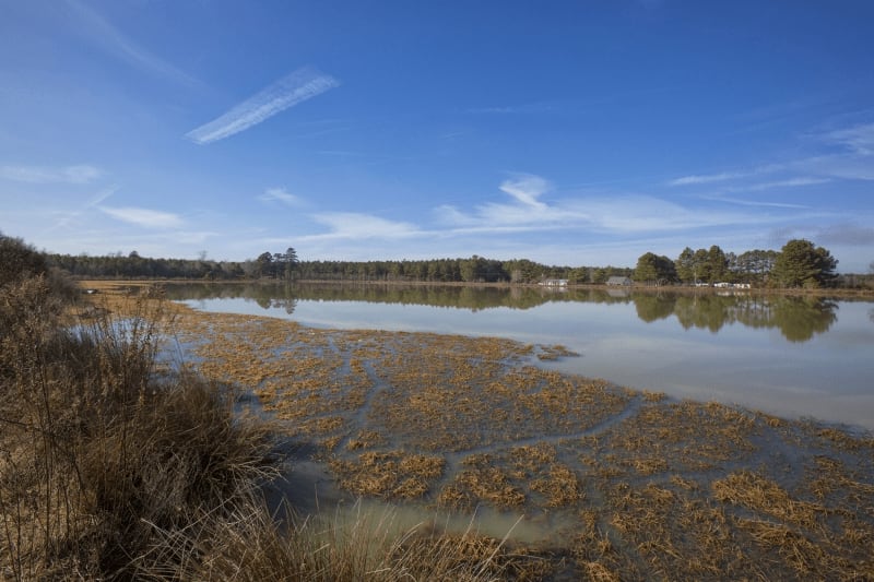 Duck Lease NC Duck Hunting Leases Blog Legacy Farms and Ranches