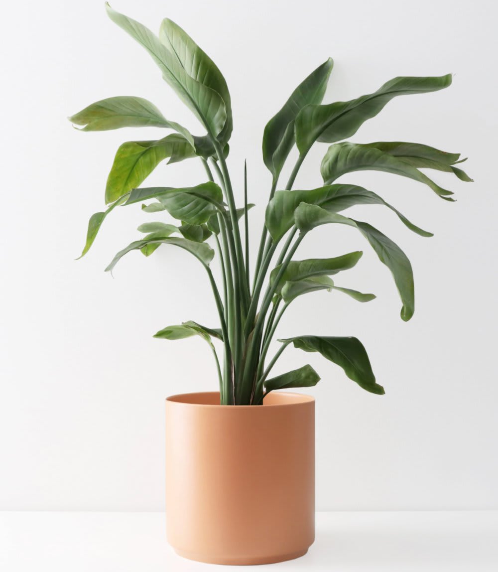 outdoor oasis - planter